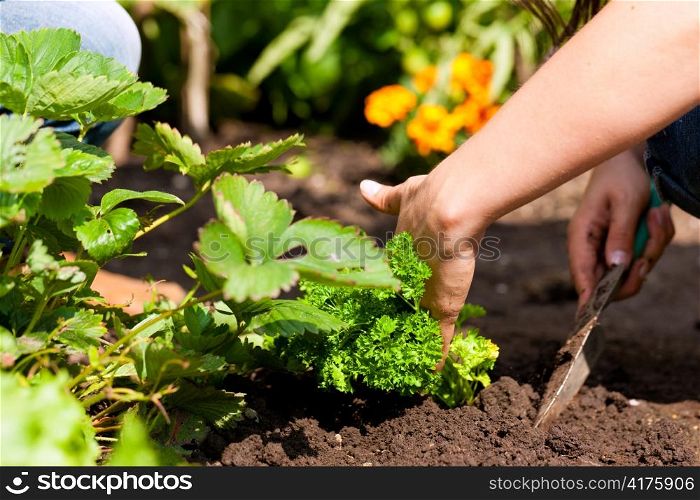 Gardening in summer - woman planting strawberries in a bed