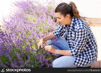 gardening, nature and people concept - young woman with pruner cutting and picking lavender flowers at summer garden. woman with picking lavender flowers in garden