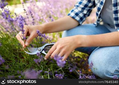 gardening, nature and people concept - young woman with pruner cutting and picking lavender flowers at summer garden. woman with picking lavender flowers in garden