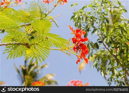 gardening, nature, botany and flora concept - beautiful exotic red flowers of delonix regia or flame tree outdoors. flowers of delonix regia or flame tree outdoors