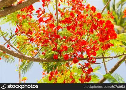 gardening, nature, botany and flora concept - beautiful exotic red flowers of delonix regia or flame tree outdoors. flowers of delonix regia or flame tree outdoors