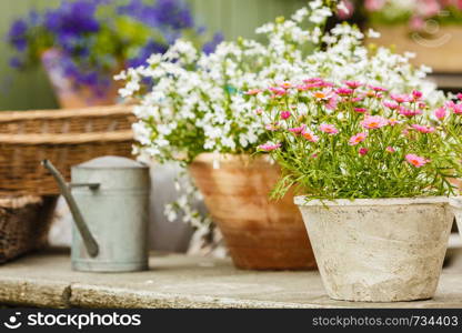 Gardening, nature concept. Closeup of beautiful little white pink flowers, daisies in pots outside. Closeup of beautiful white pink flowers, daisies