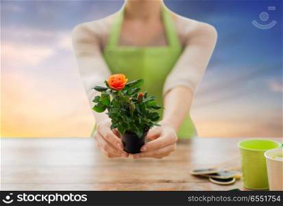 gardening, planting and people concept - close up of female gardener hands holding flower pot with rose over sky background. gardener hands holding flower pot with rose. gardener hands holding flower pot with rose