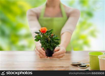 gardening, planting and people concept - close up of female gardener hands holding flower pot with rose over green natural background. gardener hands holding flower pot with rose. gardener hands holding flower pot with rose