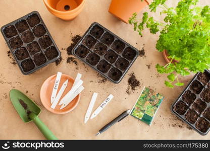 gardening, planting at home. sowing seeds in germination box