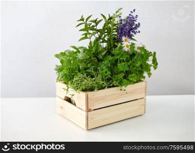 gardening, plants and organic concept - green herbs and flowers in wooden box on table. green herbs and flowers in wooden box on table