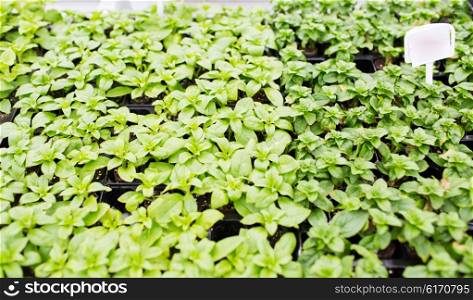 gardening, plants, farming and botany concept - close up of seedlings in farm greenhouse