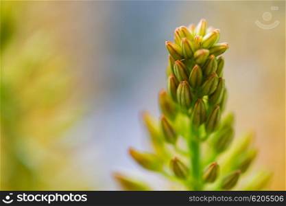 gardening, plants, floristry, nature and flora concept - close up of eremurus foxtail lily or flower
