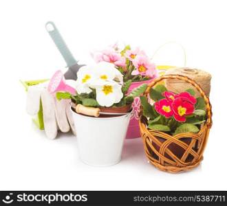 Gardening: primula flowers with gloves, .trowel and watering can on white