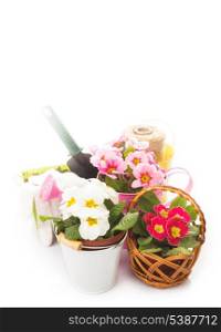 Gardening: primula flowers with gloves, .trowel and watering can on white