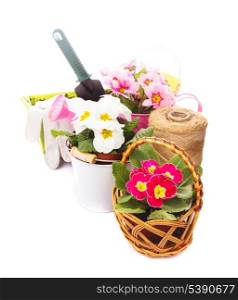 Gardening: primula flowers with gloves, &#xA;trowel and watering can on white