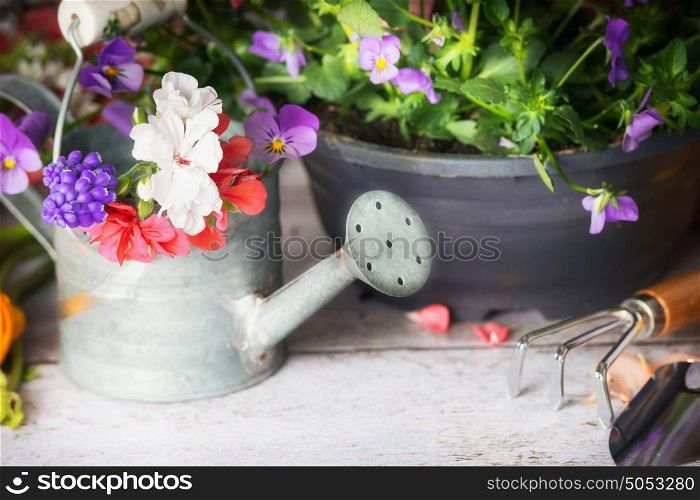 Gardening table with watering can, tools and flowers, close up