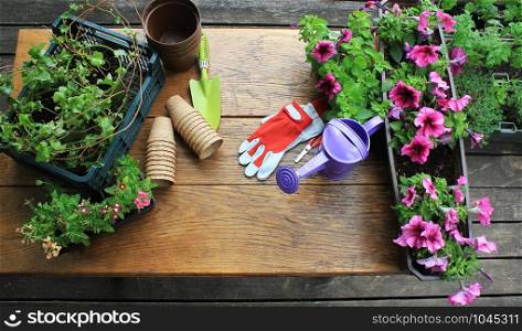 Gardening tools and flower on wooden background