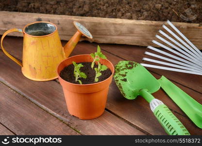 Gardening tools, plants and soil on wooden table.