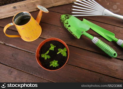 Gardening tools, plants and soil on wooden table.