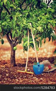 Gardening tools, rake and shovel near lemon tree, cultivation of fruits, organic nutrition in the countryside, work on the soil