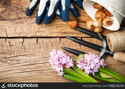 Gardening tools with flowers and bulbs on wood background. Copy space. Top view