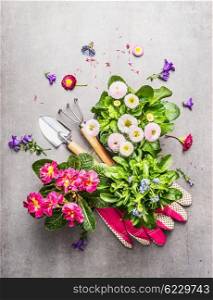 Gardening tools with fresh pretty garden flowers in pots on stone background, top view