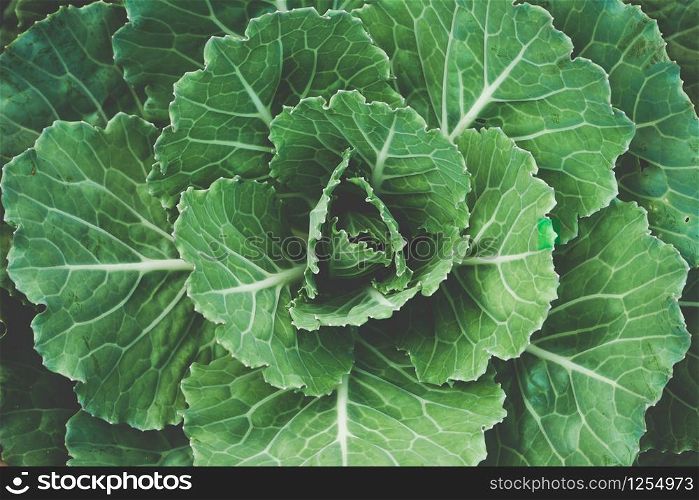 gardening Vegetable farming, organic cabbage cultivation