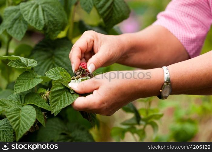 Gardening - woman harvesting fresh raspberries in her garden on a sunny day