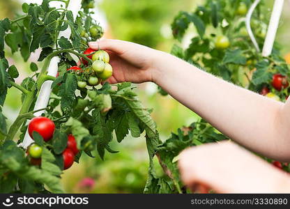 Gardening - woman (only hands to be seen) harvesting fresh tomatoes in her garden on a sunny day