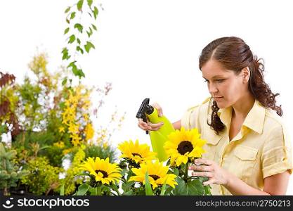 Gardening - woman sprinkling water on sunflower blossom on white background