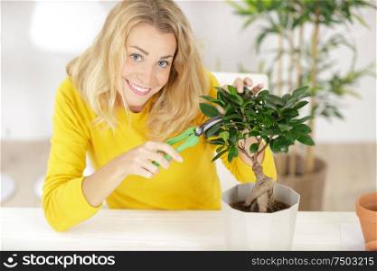 gardening - woman trimming spruce tree focus on scissors