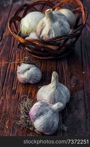 Garlic autumn harvest on wooden table. autumn harvest