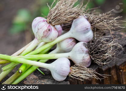 Garlic harvest on a wooden stump in the village. The concept of environmentally friendly product, healthy nutrition.. Garlic harvest on a wooden stump in the village