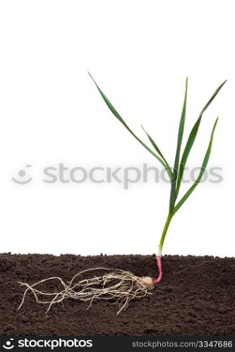 Garlic in the soil