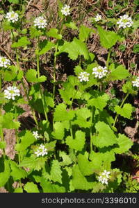 Garlic mustard (Alliaria petiolata)