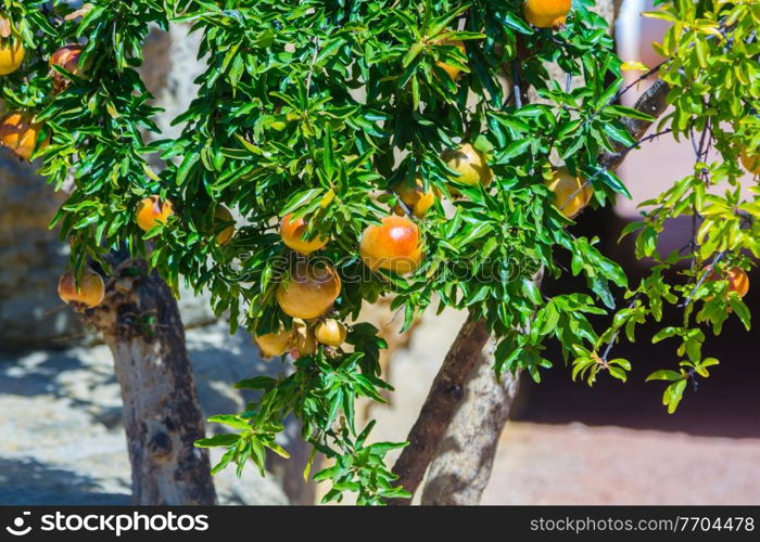 Garnet arbour with grenades and leaves