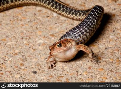 Garter snake attacking and eating a much larger toad on concrete path