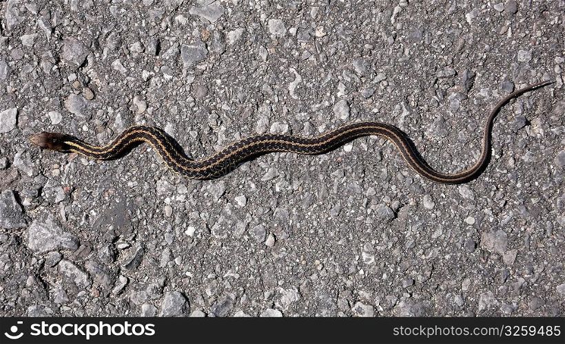 Garter snake crossing cement path.