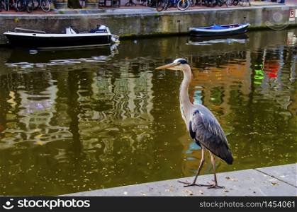 Garza walking among people on a canal in a Dutch city