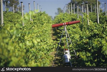 Gas gun in vineyard for deterring birds