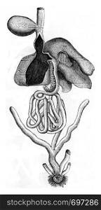 Gastrointestinal tract, vintage engraved illustration. Zoology Elements from Paul Gervais.