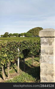 Gates to a vineyard