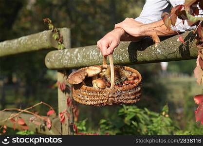 Gathering chestnuts and mushrooms in the forest