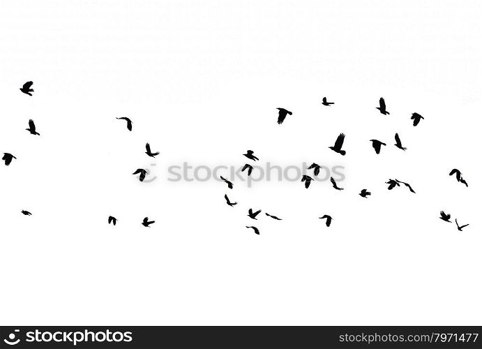 Gathering, Flock of birds against a moody sky - as if in a horror movie.&#xA;A Flock of Migratory Birds. Set of Black Silhouettes of Birds Flying in the Sky. Isolated on White Background&#xA;