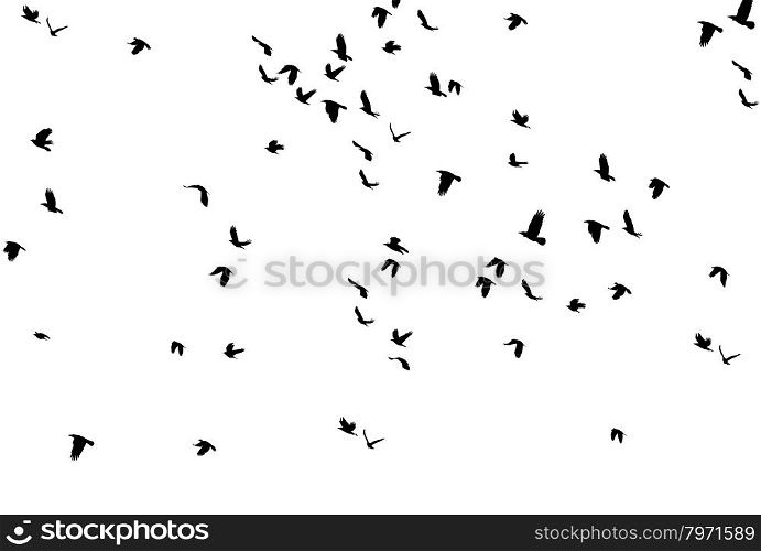 Gathering, Flock of birds against a moody sky - as if in a horror movie.&#xA;A Flock of Migratory Birds. Set of Black Silhouettes of Birds Flying in the Sky. Isolated on White Background&#xA;