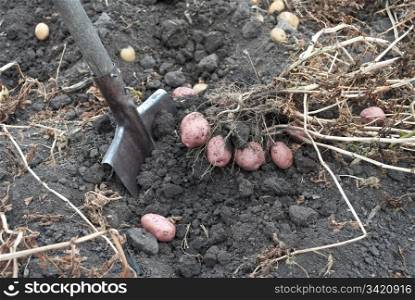 Gathering harvest of potatoes