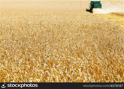 gathering in field of ripe wheat in summer day