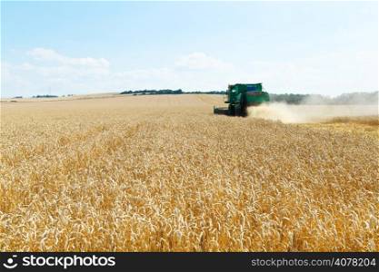 gathering ripe wheat in caucasus region in summer day