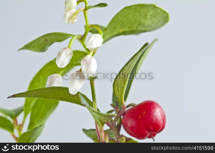 Gaultheria procumbens