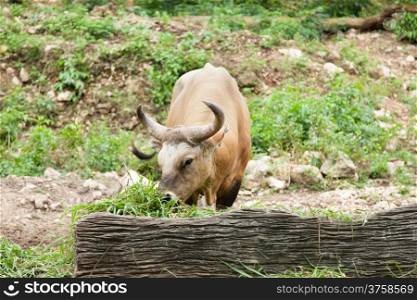 gaur feeding grass in zoo.area zoo animal in zoo.