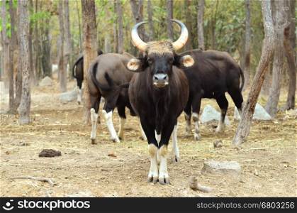 gaur in chiang mai night safari