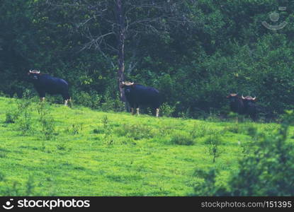 gaur in the tropical forest, wildlife in Thailand