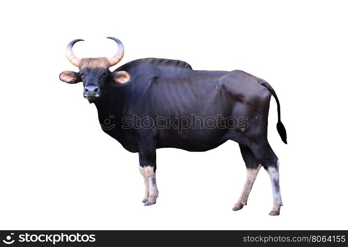 gaur isolated on white background
