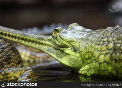 gavial crocodile close up macro